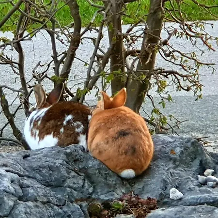 Апартаменты Idyllische Designer-apartments Am Bio-bauernhof In Salzburgerseenland Schmiding 10