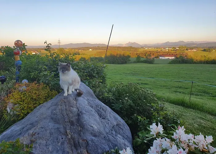 Idyllische Designer-apartments Am Bio-bauernhof In Salzburgerseenland Schmiding 10 Apartamento