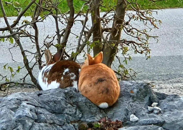 Apartamento Idyllische Designer-apartments Am Bio-bauernhof In Salzburgerseenland Schmiding 10