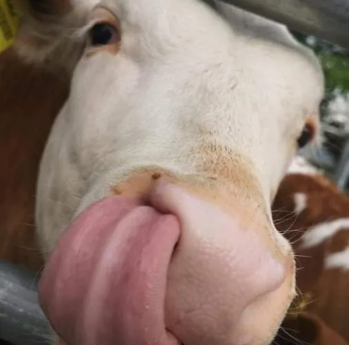 Idyllische Designer-apartments Am Bio-bauernhof In Salzburgerseenland Schmiding 10 Apartamento *