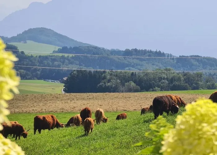 Idyllische Designer-apartments Am Bio-bauernhof In Salzburgerseenland Schmiding 10 *